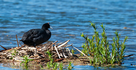 Foulque caronculée, Foulque à crète, .Fulica cristata, Red knobbed Coot