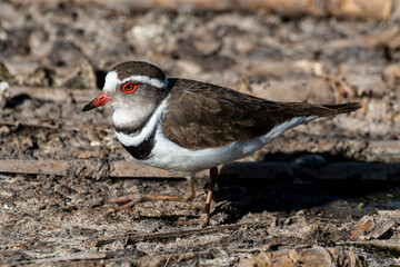 Gravelot à triple collier,.Charadrius tricollaris, Three banded Plover