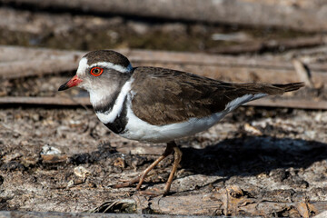 Gravelot à triple collier,.Charadrius tricollaris, Three banded Plover