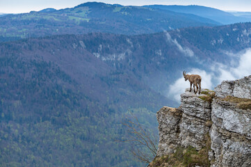 Alpensteinbock am Abgrund