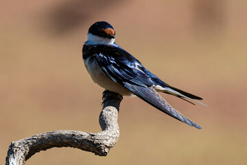 Hirondelle à gorge blanche,.Hirundo albigularis, White throated Swallow © JAG IMAGES