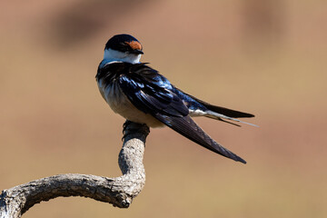 Hirondelle à gorge blanche,.Hirundo albigularis, White throated Swallow © JAG IMAGES