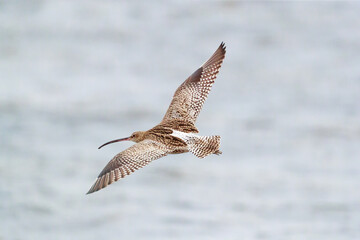 the largest wading bird in the Uk,  the  curlew in flight on the seashore in the northern of Scotland