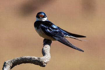 Hirondelle à gorge blanche,.Hirundo albigularis, White throated Swallow © JAG IMAGES
