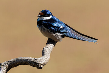 Hirondelle à gorge blanche,.Hirundo albigularis, White throated Swallow © JAG IMAGES