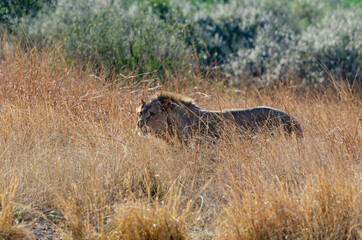 Lion, Panthera leo, Parc national du Kruger, Afrique du Sud