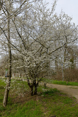 Fototapeta na wymiar Merisier, Prunus avium