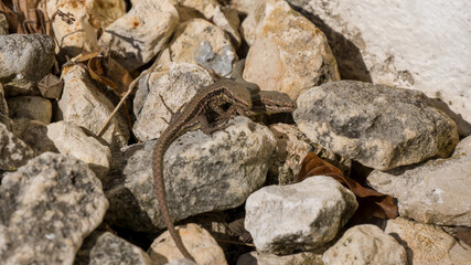 Two lizards in love