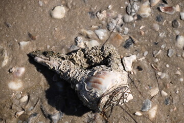 Old and large Lightning Welk shell encrusted with barnacles; shell brought ashore in storm tide in southern coastal Texas