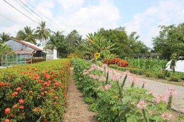 Fototapeta premium Countryside landscape, with beautiful flower fences in Vietnam