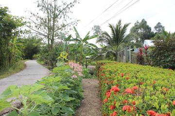 Countryside landscape, with beautiful flower fences in Vietnam