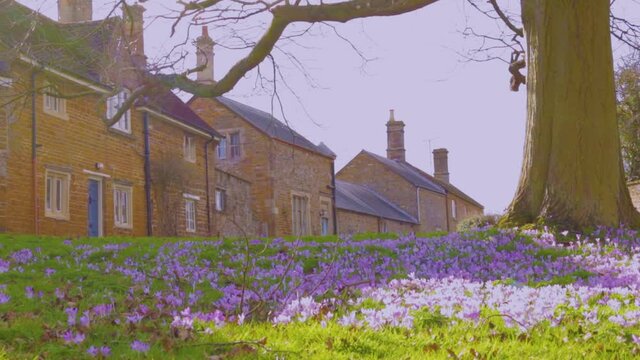 Rare wild spring crocuses growing in open grassland in the Rutland county village of Ayston in England, UK.