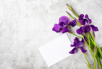 Obraz premium Three beautiful fresh iris flowers and pure white carpet are on a gray marble background. The theme is the message of congratulations for the holiday. Free space for text.
