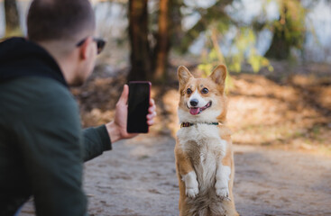 youg man taking a photo of his welsh corgi pembroke dog doing a trick