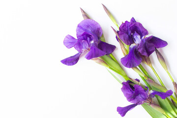 Three beautiful fresh iris flowers are on a white background. Free space for text.