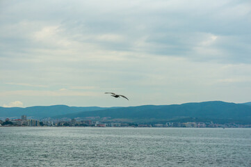 A seagull soaring above the water.