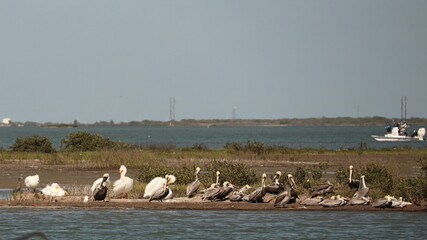 Pod of brown pelicans resting on a storm island ; intermingled with a few white pelicans; concept of racial harmony; coastal Texas 