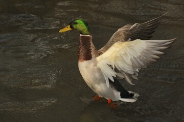 Mallard drake dancing on the water 