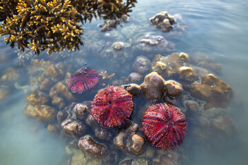 Red sea urchins on coral reef during sunrise..Numerous beautifully patterned red sea urchins are...