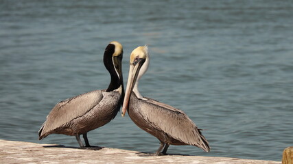 Pair of mature brown pelicans on the pier; concept of racial or cultural harmony; brown neck and white neck