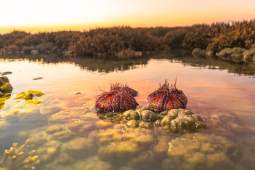 Red sea urchins on coral reef during sunrise..Numerous beautifully patterned red sea urchins are...