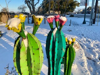 cactus flowers in the snow Texas hill country Fredericksburg