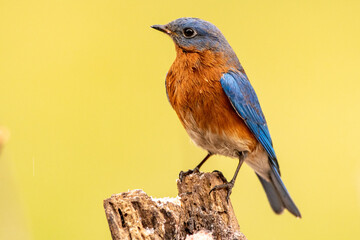 Eastern Bluebird (Sialia sialis) on a stump with a light green background.