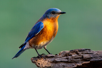 Eastern Bluebird (Sialia sialis) on a stump with a green background.