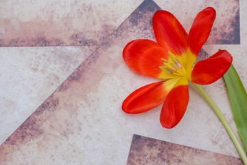 opened red tulip lies on the background in vintage style