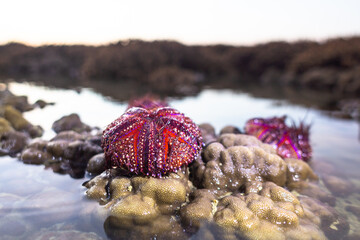 Many beautifully patterned red sea urchins are washed ashore and stuck on the brain coral.
