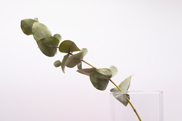 a green branch of eucalyptus on a white background. Eucalyptus branch for creating bouquets and decoration of apartments
