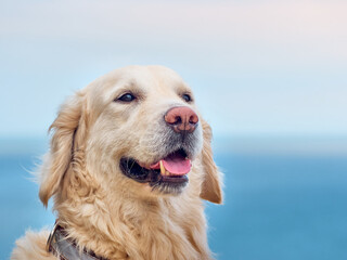 Portrait of golden retriever dog