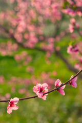 Four pink flower of fruit tree