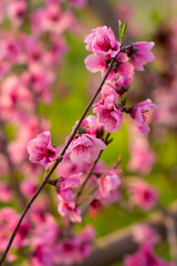 Fototapeta premium Pink flower of a fruit tree