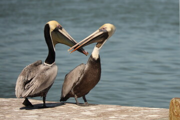 Two mature brown pelicans (Pelecanus occidentalis) standing on dock with bills crossed; conceptually racial harmony