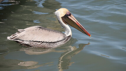 Light colored Brown Pelican (Pelecanus occidentalis) swimming in shallow bay along gulf coast on Texas