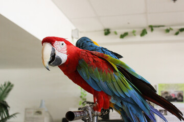 red and blue macaw