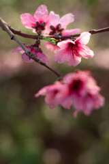 Obraz premium Pink flower of a fruit tree