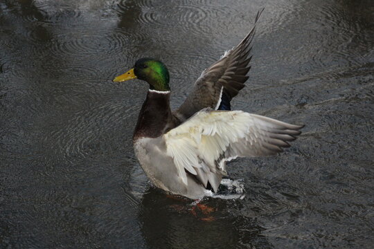 Mallard Drake Dancing On The Water 