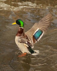 Mallard drake dancing on the water 