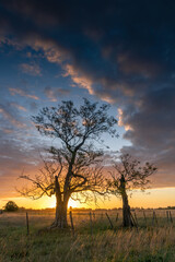 Fototapeta na wymiar Trees at sunset in Buenos Aires Province, Argentina