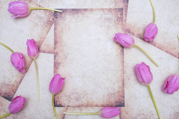 buds of pink tulips on vintage background