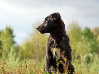 Black puppy on the grass .