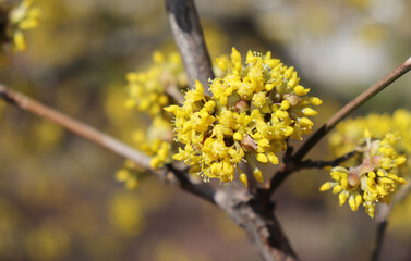 Spring budding Cornus mas is commonly known as dogwoods. Cornelian cherry or European cornel is a shrub with red fruits that is also often wild. He is also one of the medicinal plants.