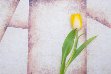 yellow tulip lies on vintage background