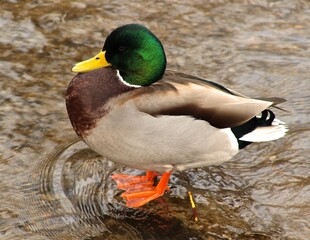 Mallard duck posing in the creek 