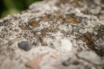 Mos textures background