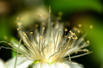 Common Myrtle Flower Photographed in Sardinia, Pistilli, Details