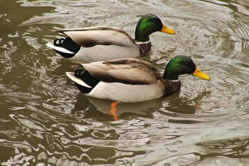 Two mallard ducks in the creek 