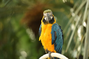 Parrot © EwaAF